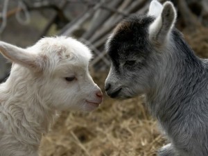 ddc4f3dc8052286b72ec4f133de485b0-300x225